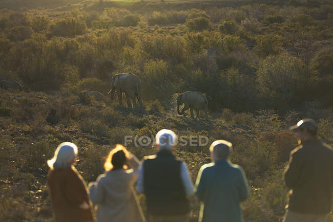Екскурсійна група Safari спостерігає за слонами у заповіднику дикої природи. — стокове фото