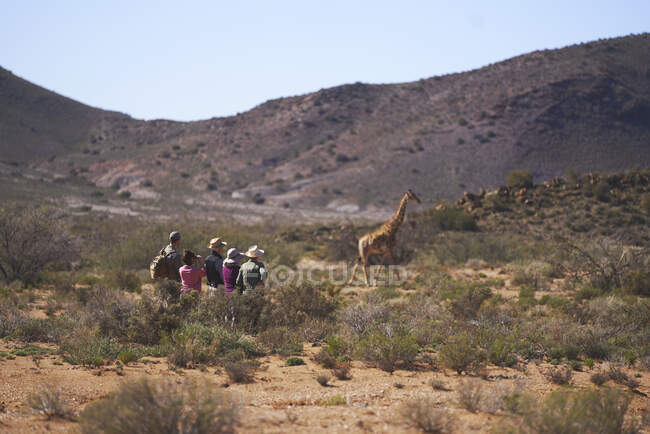 Safari grupo turístico observando jirafa reserva de vida silvestre soleado Sudáfrica - foto de stock