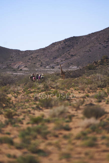 Safari grupo turístico observando la jirafa en la reserva de vida silvestre soleada - foto de stock