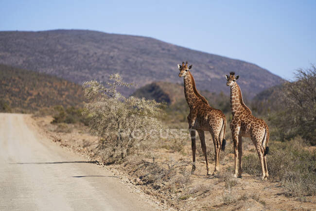 Girafes au bord de la route ensoleillée sur la réserve faunique Afrique du Sud — Photo de stock