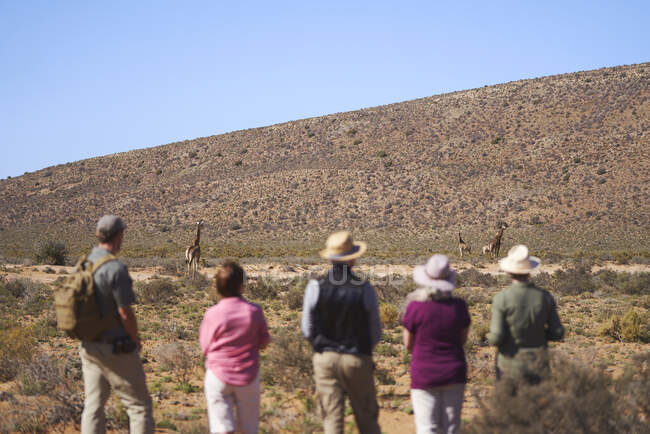 Safari tour di gruppo guardando giraffe in lontananza Sud Africa — Foto stock