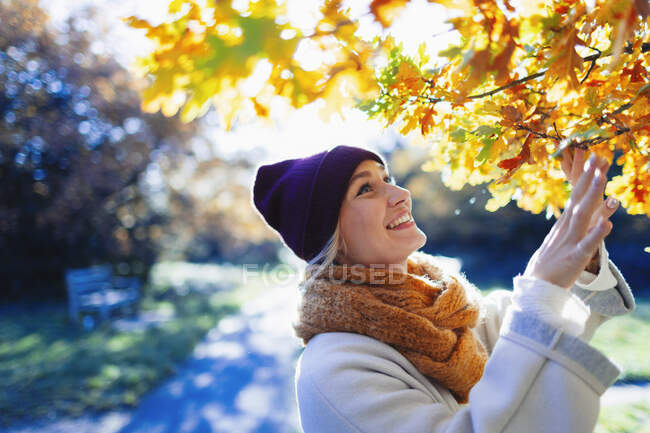 Smiling, curious young woman looking up at autumn leaves on tree in sunny park — Stock Photo