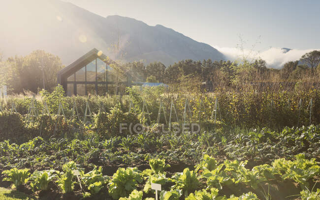 Солнечный, красивый сад под горами — стоковое фото