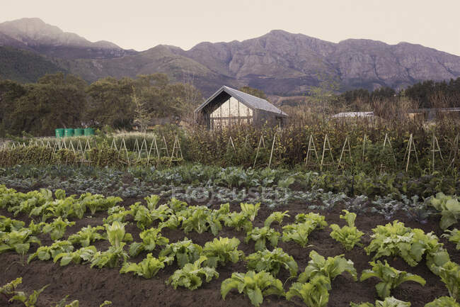 Jardin potager et maison rurale en contrebas de montagnes tranquilles — Photo de stock