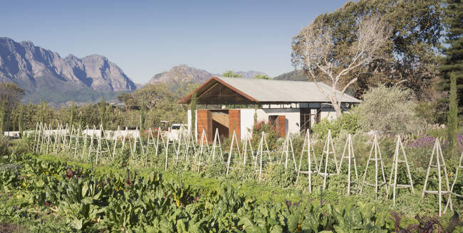 Sunny, idyllic vegetable garden and rural house — Stock Photo