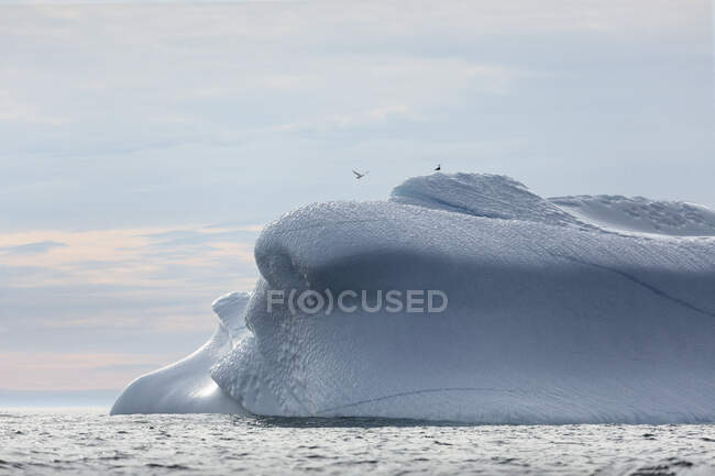 Vögel über schmelzendem Eisberg Grönland — Stockfoto