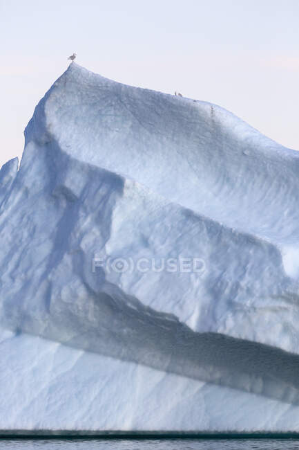 Pássaro empoleirado no topo do alto iceberg majestoso Groenlândia — Fotografia de Stock