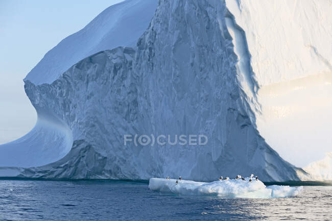 Uccelli sotto la maestosa formazione di iceberg Groenlandia — Foto stock