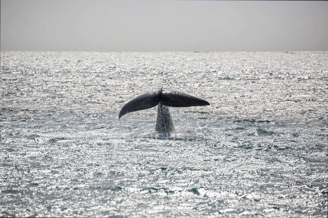 Tail of breaching whale over sunny Atlantic Ocean Greenland — Stock Photo