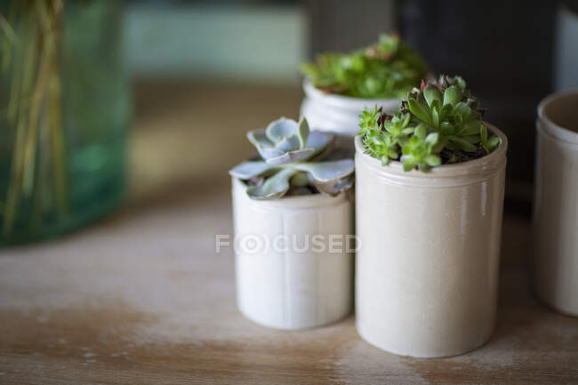Feche plantas suculentas em frascos de cerâmica — Fotografia de Stock
