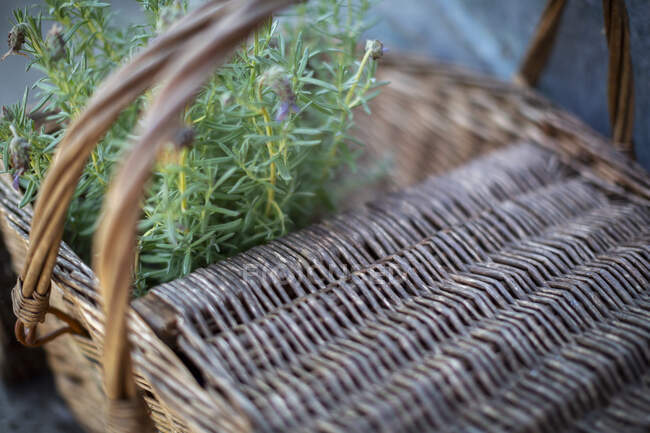 Close up lavender plant in rustic picnic basket — Stock Photo