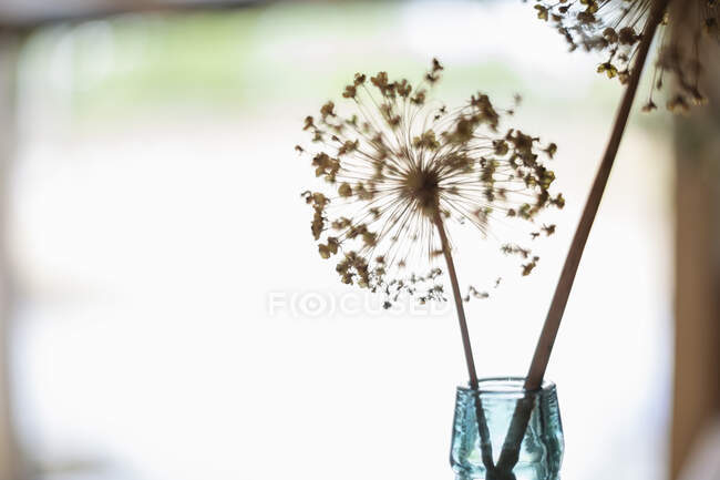 Haste vegetal espinhosa em garrafa de vidro — Fotografia de Stock