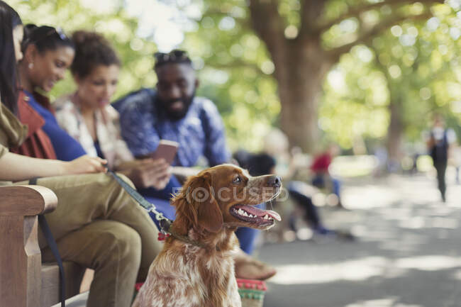 Amigos con perro en el banco del parque - foto de stock
