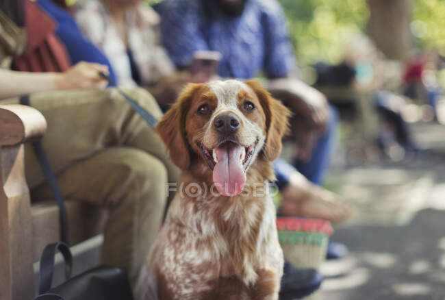 Портрет счастливый коричневый и белый пес в парке — стоковое фото