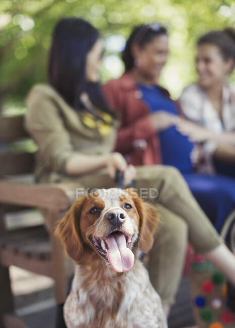 Portrait heureux chien brun et blanc dans le parc — Photo de stock