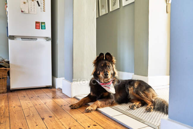 Вид симпатичной собаки в комнате — стоковое фото