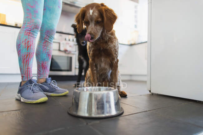 Mulher alimentando cães na cozinha — Fotografia de Stock