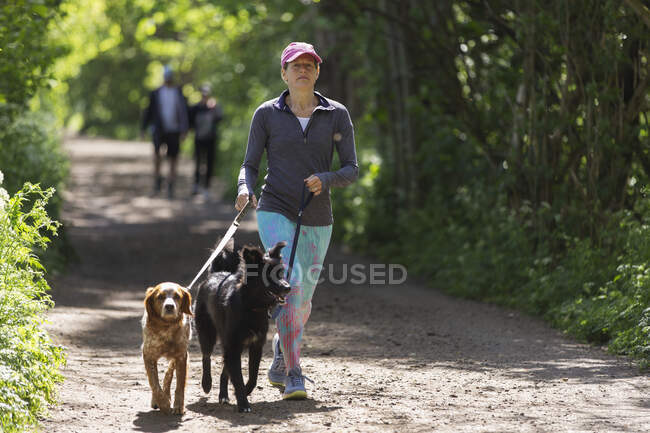 Mulher com cães andando em trilha ensolarada no parque — Fotografia de Stock