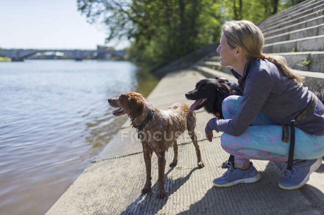 Жінка з мокрими собаками на краю сонячної річки — стокове фото