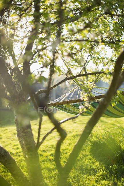Гамак и дерево в солнечном идиллическом саду — стоковое фото