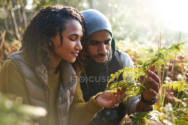 Curiosa joven pareja de senderismo mirando helecho en los bosques - foto de stock