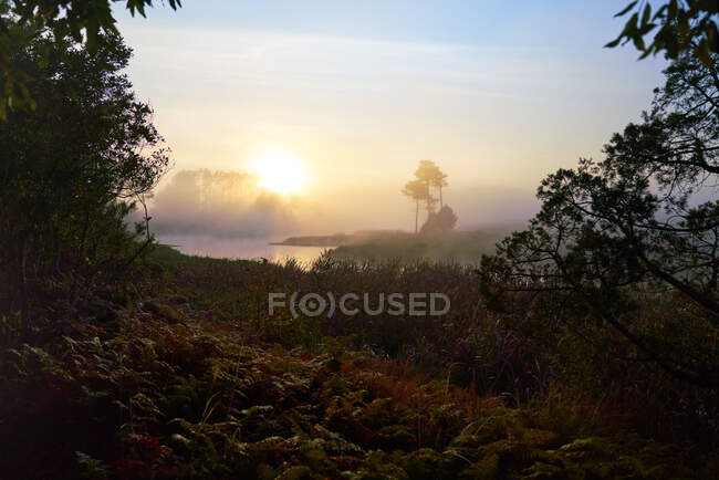Захід сонця над водою і деревами в природі — стокове фото
