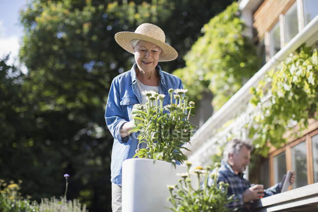 Усміхнена старша жінка садівництва на сонячному літньому патіо — стокове фото