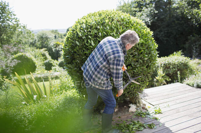 Homem sênior poda arbusto com tesouras no pátio ensolarado verão — Fotografia de Stock