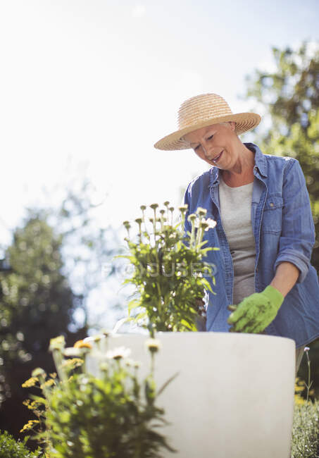 Donna anziana in cappello di paglia giardinaggio nel soleggiato giardino estivo — Foto stock
