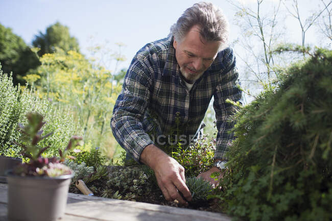 Jardinería hombre mayor en patio trasero soleado - foto de stock