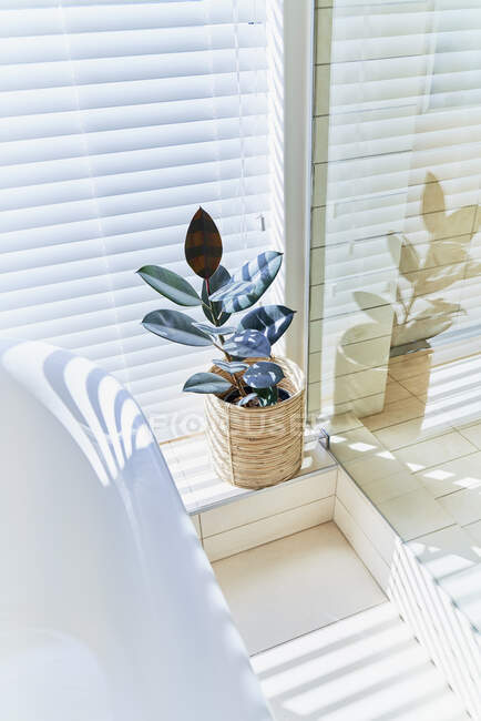 Растение в солнечном окне ванной комнаты с жалюзи — стоковое фото
