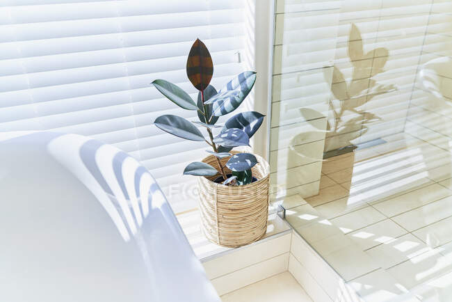 Potted plant in sunny bathroom window with blinds — Stock Photo