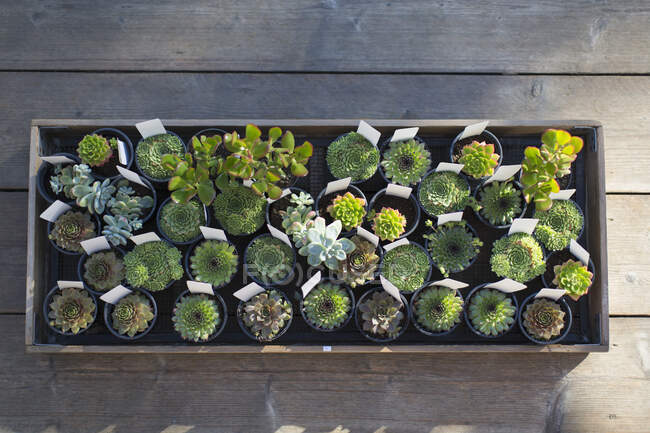 Small succulent plants in flowerpots in plant nursery — Stock Photo