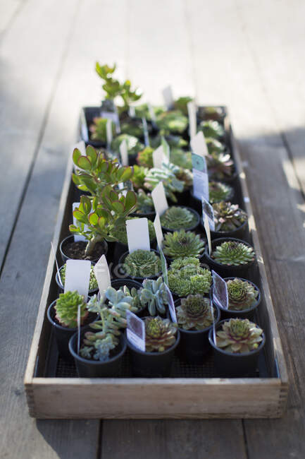 Piccole piante succulente in mostra in vassoio in vivaio — Foto stock