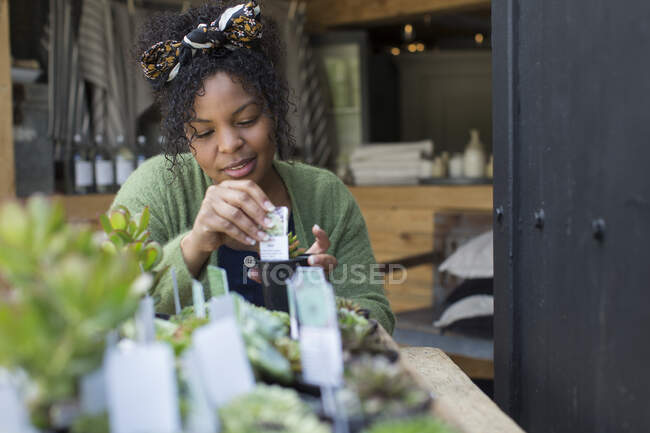 Propietaria de tienda femenina que organiza exhibición suculenta en vivero de plantas - foto de stock