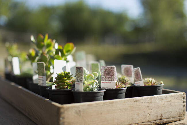 Tiny succulent plants with labels in sunny tray at plant nursery — Stock Photo