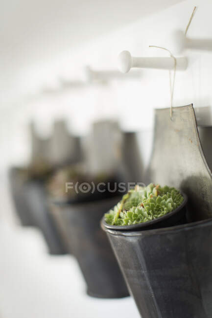 Close up succulent plant hanging in holder — Stock Photo