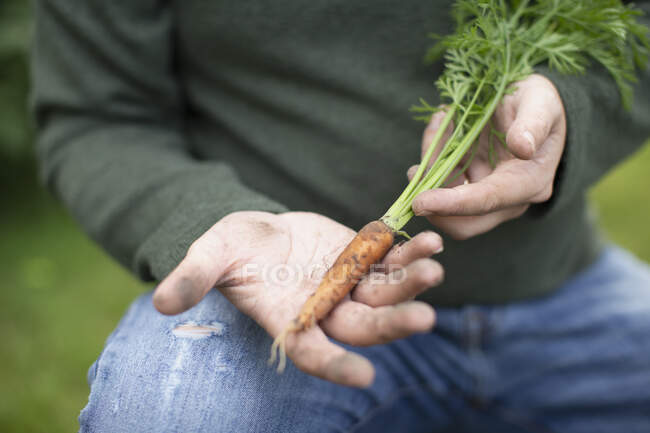 Крупним планом чоловік тримає свіжу зібрану моркву — стокове фото