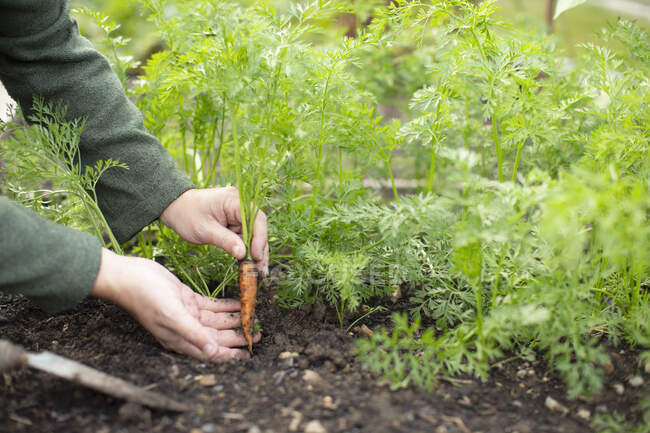 Збирає на городі малят моркву. — стокове фото