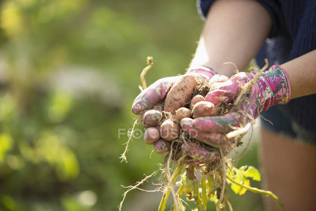Close up mulher segurando batatas colhidas frescas no jardim ensolarado — Fotografia de Stock
