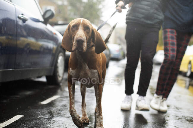 Couple walking dog on rainy street — Stock Photo