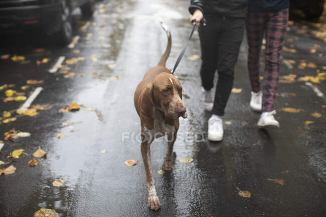 Gay mâle couple marche chien en laisse sur humide automne rue — Photo de stock