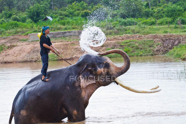 Махаут очищає Слон бризкає водою, приймаючи b — стокове фото