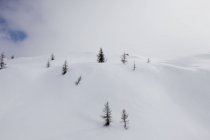 Daytime view of trees on snow covered mountain slope, Dolomites, Italy — Stock Photo