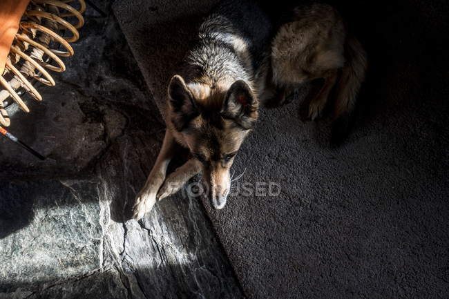 Vista diurna superior de un perro tirado en el suelo en las sombras - foto de stock