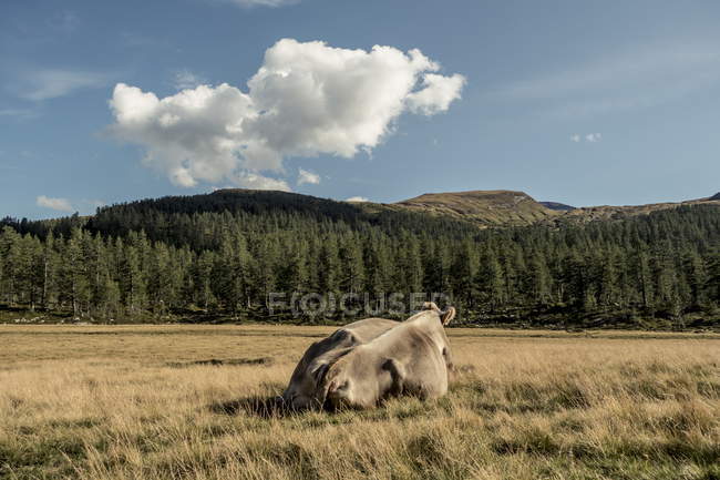 Italia, Alpe Devero. Vista trasera de la vaca acostada en el prado de montaña - foto de stock