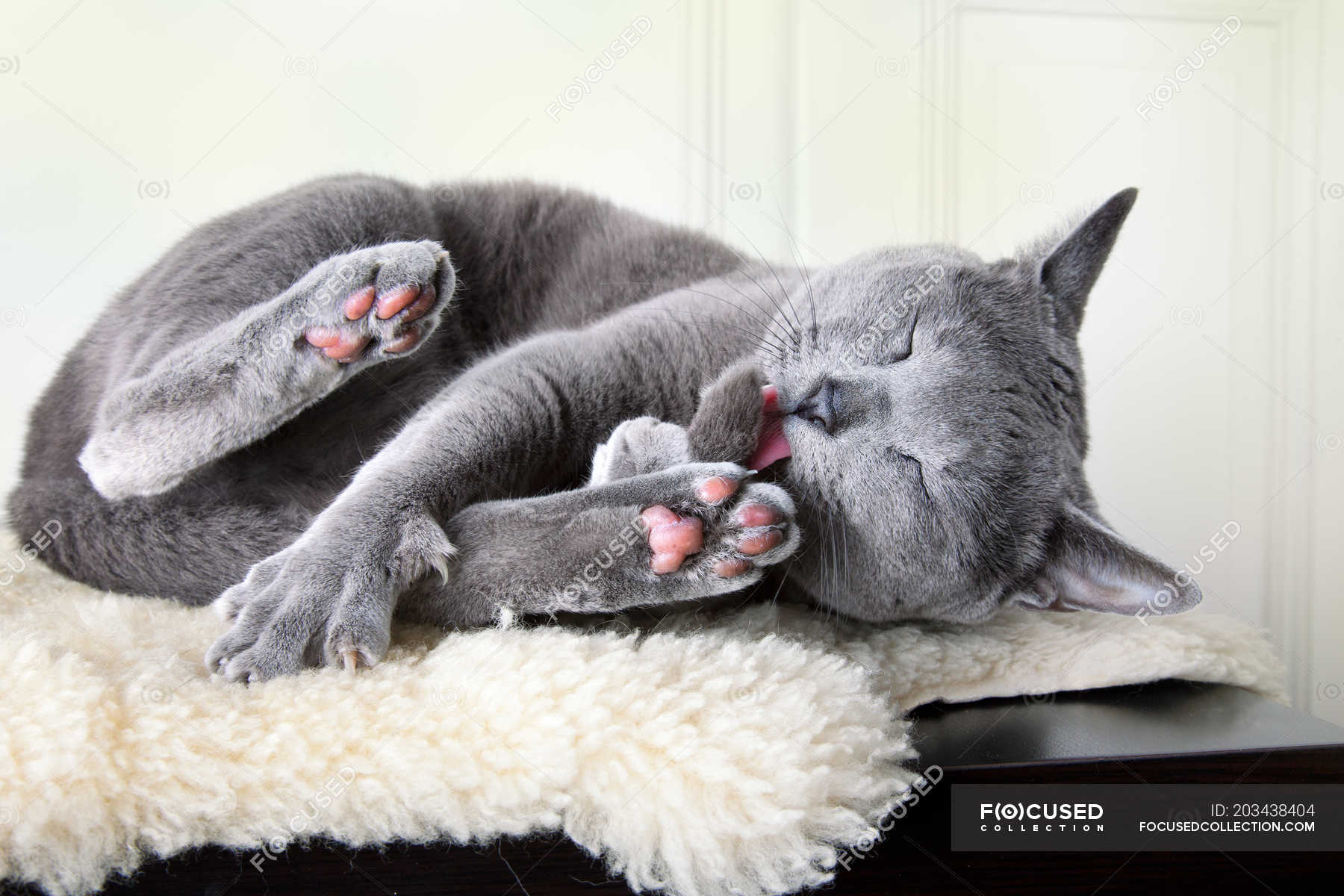 Grey Chartreux Cat Licking Own Paws While Laying On Sheepskin