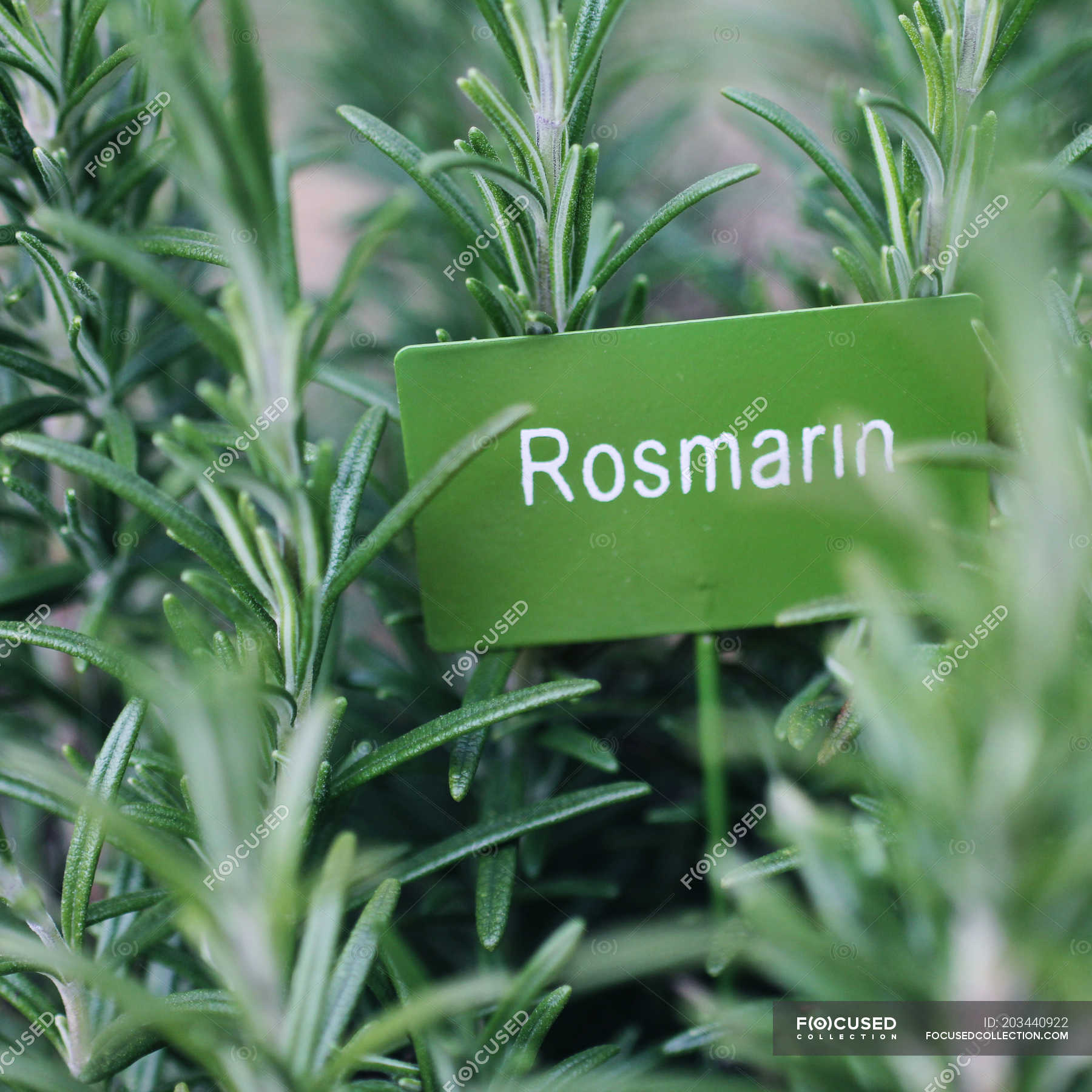 Rosemary Growing In Herb Garden With Paper Card And Name Of Plant