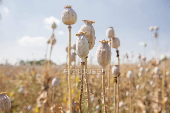 Cabeça de papoila — Fotografia de Stock