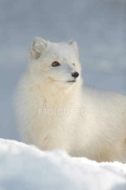 Polarfuchs im Winter — Stockfoto